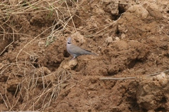 Streptopelia roseogrisea