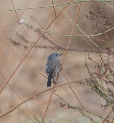 Polioptila californica