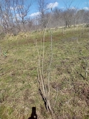 Solanum glaucophyllum