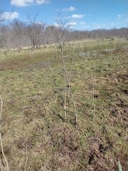 Solanum glaucophyllum