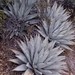 Agave parryi couesii - Photo (c) mhudson26, some rights reserved (CC BY-NC), uploaded by Mike H