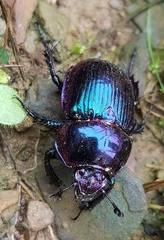 Phelotrupes auratus