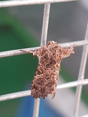 Argyrosticta decumana