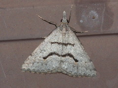 Dichromodes atrosignata