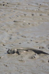 Boleophthalmus pectinirostris