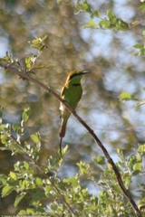 Merops viridissimus