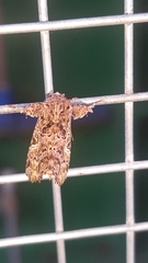Argyrosticta decumana