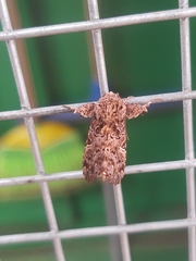 Argyrosticta decumana