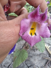 Proboscidea louisianica fragrans