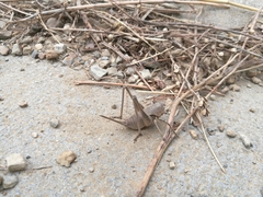 Thyreonotus corsicus