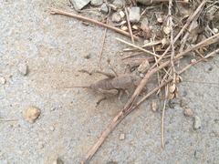 Thyreonotus corsicus