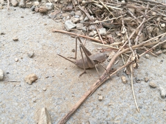 Thyreonotus corsicus