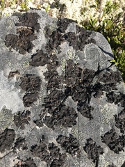 Umbilicaria torrefacta