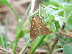 Diastictis