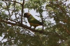Poicephalus senegalus