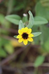 Sanvitalia procumbens