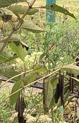 Caprimulgiformes