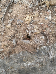 Iberoformica subrufa