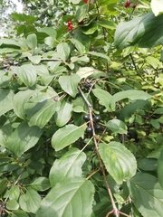 Rhamnus cathartica