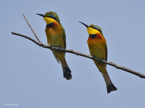 Little Bee-eater
