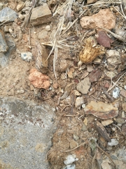 Iberoformica subrufa