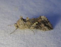 Autographa pseudogamma