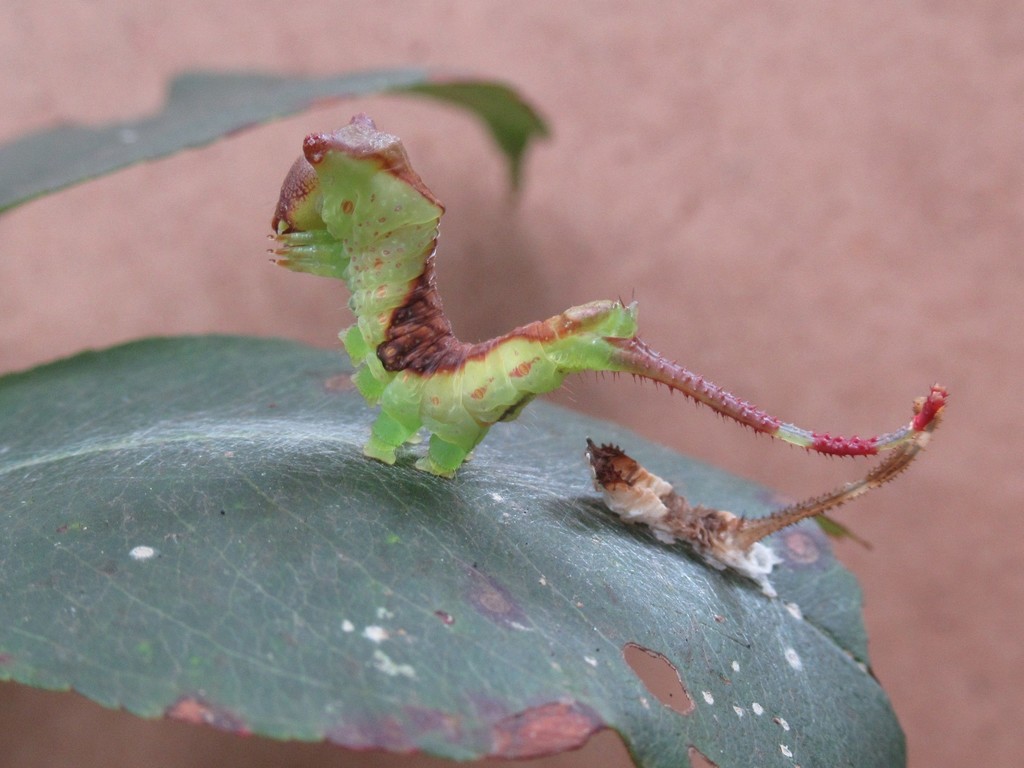 White Furcula Moth