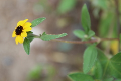 Sanvitalia procumbens