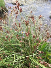 Carex extensa