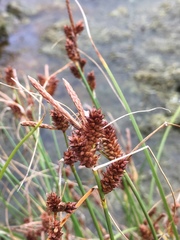 Carex extensa