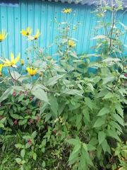 Helianthus tuberosus