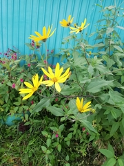 Helianthus tuberosus