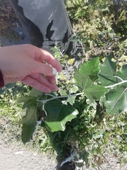 Populus alba