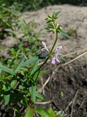Stachys hyssopifolia