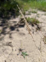 Corynephorus canescens