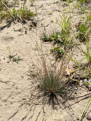 Corynephorus canescens