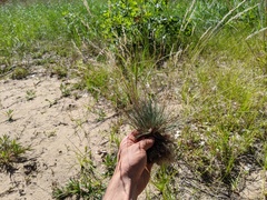 Corynephorus canescens