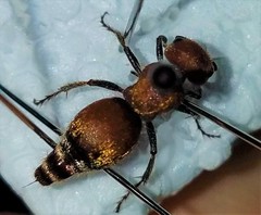 Pseudomethoca propinqua