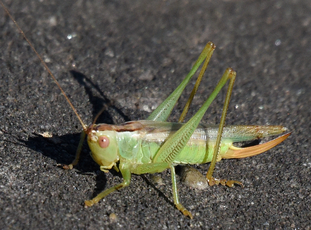 Delicate Meadow Katydid