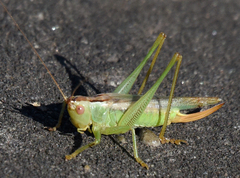 Orchelimum delicatum