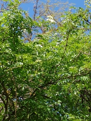 Sambucus australis