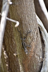 Anolis homolechis