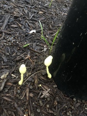 Leucocoprinus birnbaumii image