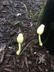 Leucocoprinus birnbaumii image