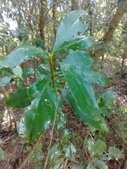 Myrsine parvula