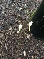 Leucocoprinus birnbaumii image