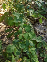 Rubus setosus