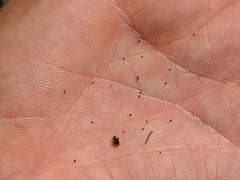Eleocharis atropurpurea