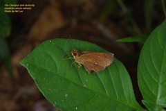 Iambrix salsala salsala