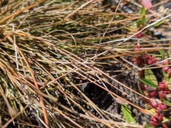Eleocharis atropurpurea